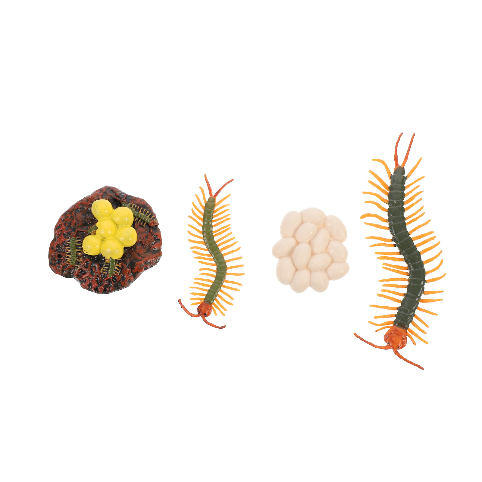 Kids Education Tools - 1Set Centipede Life Cycle Figure Educational