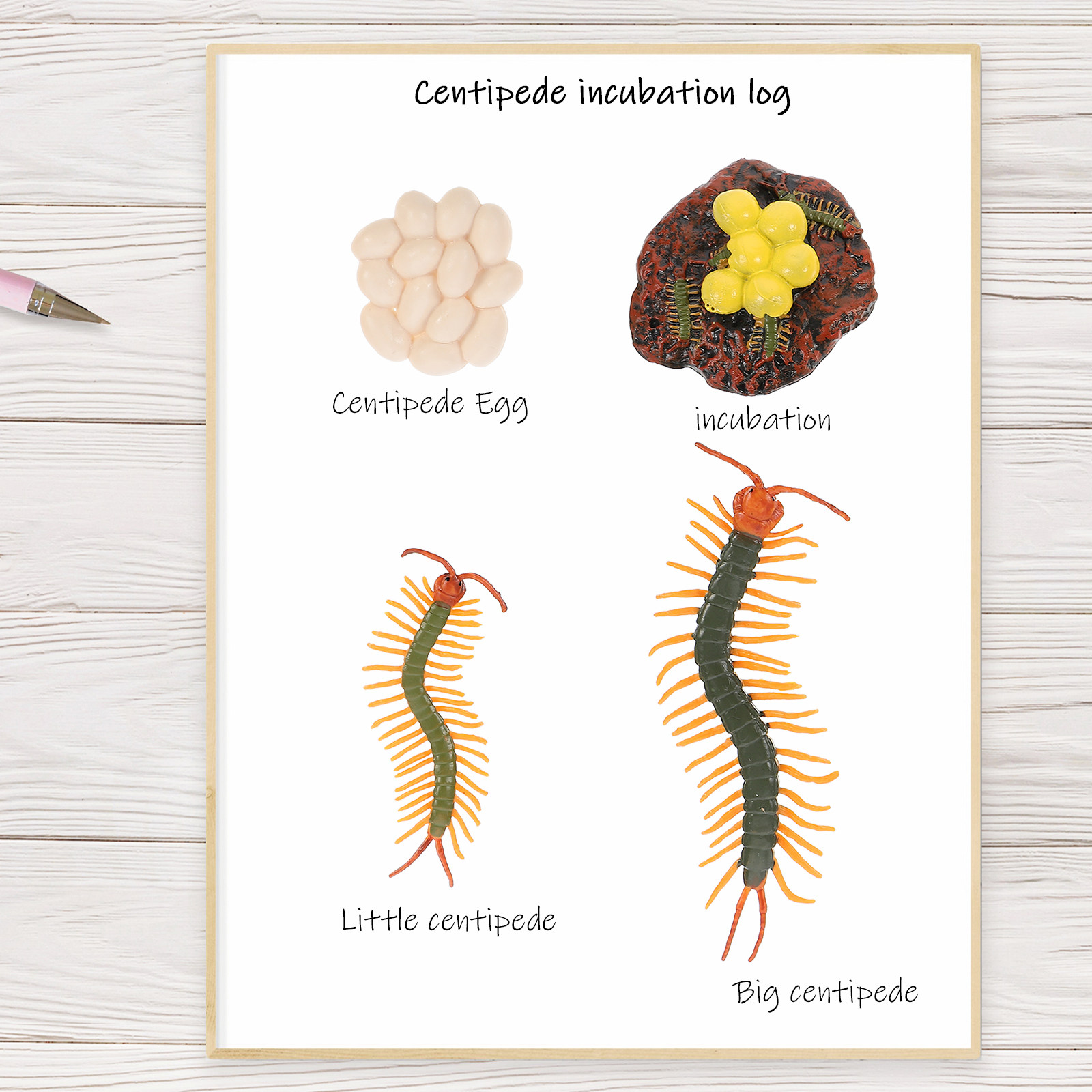 1Set Centipede Life Cycle Figu - огляд і ціна Kids Education Tools
